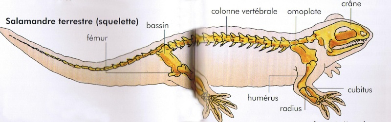 La Salamandre Suite De L Exposé Sur Les Amphibiens Cm2 De Saint Ex 2542