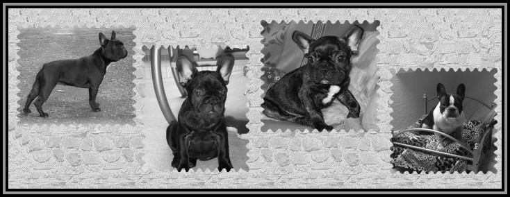 BOULEDOGUE ET AUTRES MOLOSSES