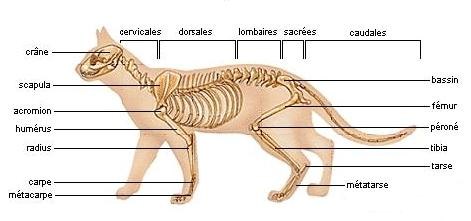 Squelette du chat