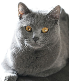image de chat gris  minamusi 