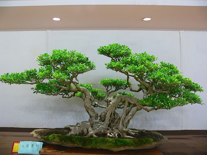 Taiwan Ficus Bonsai