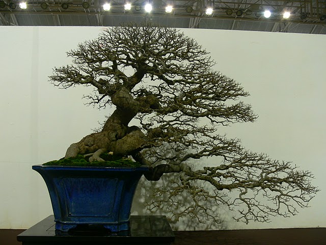 taiwan bonsai