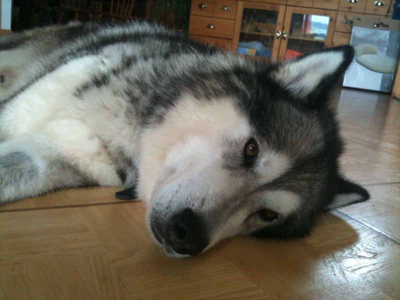 MATO superbe Malamute! castré: REF SUISSE MATO superbe Malamute! castré: REF SUISSE