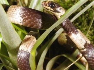 Zoologie - herpétologie - serpent mangeur d'oeufs - reptiles - Sierra de Tabasará - Panama - Sibon noalamina - Sebastian Lotzkat - nouvelle espèce - septembre 2012