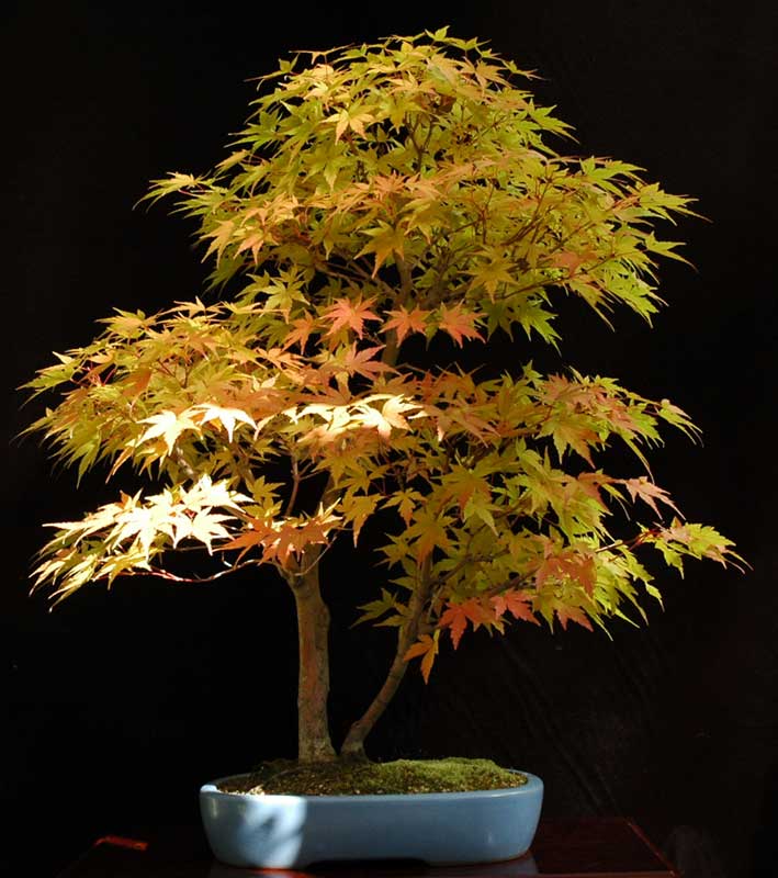 Coral Bark Japanese Maple