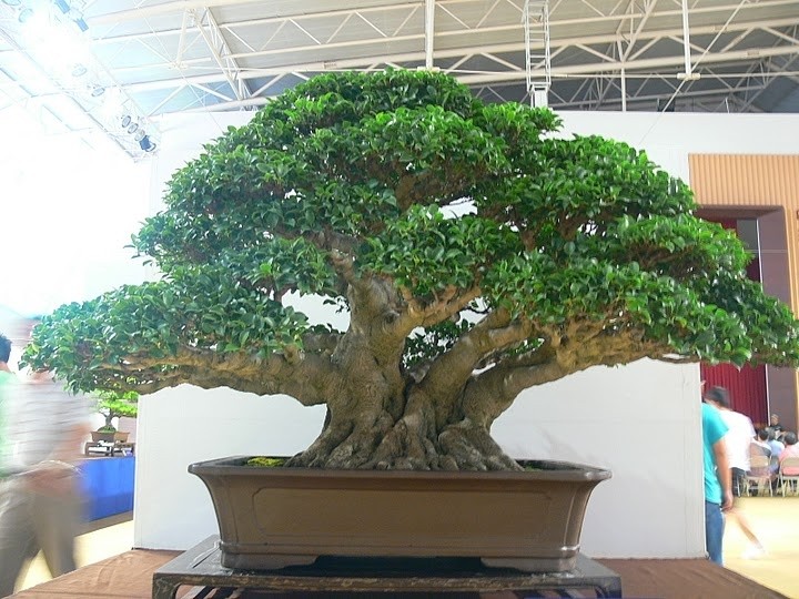 Taiwan Bonsai Creators Exhibition 2010 (Number XIII)