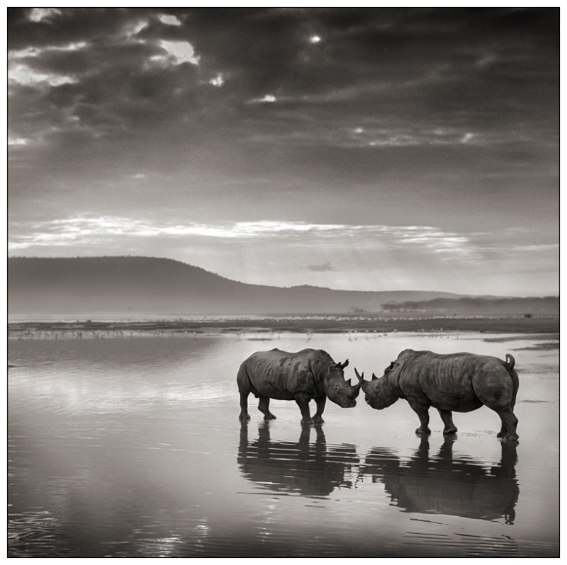 rhinos10.jpg