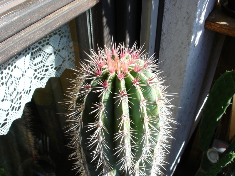 dsc07412.jpg